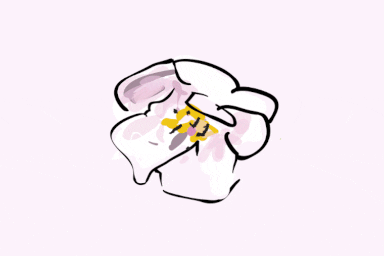 It’s nearly Springtime. Here’s where to find cherry blossoms across Philadelphia.