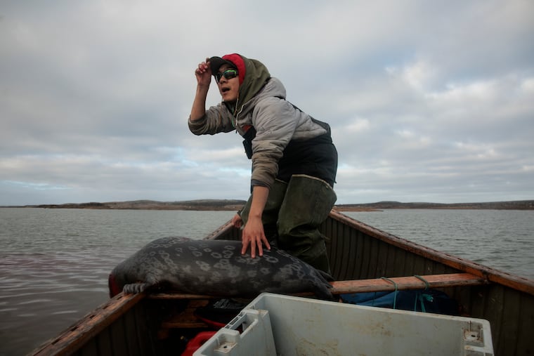 Daniel Inukpuk, 18, keeps his hand on a ringed seal while looking out for others near Harrison Island in Inukjuak, Québec.