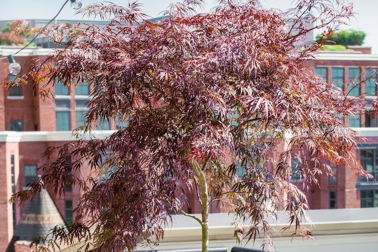 A privacy screen made of containers with tall plants can help carve out a space for solitude, as in this design by Tamara Belt of Hawthorne Garden Design in Washington. 