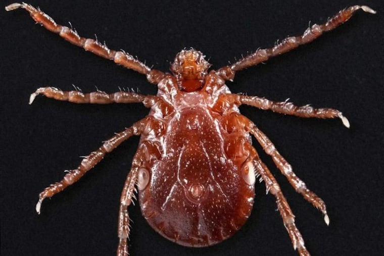 The Asian longhorned tick was first spotted on a sheep farm in New Jersey in 2017. 