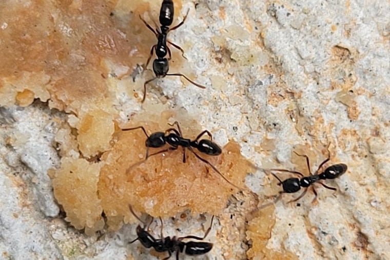 An Asian needle ant. (Photo not taken in Philadelphia)