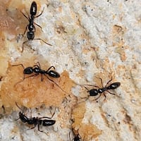 An Asian needle ant. (Photo not taken in Philadelphia)
