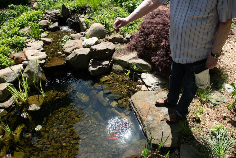 Jim Watrous feeds the fish in the backyard pond at his home in Wynnewood. The pond features a waterfall and bridge and is home to fish and frogs.
