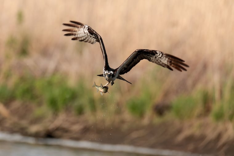 An obviously seafood-loving osprey with a prize catch at the John Heinz Environmental Center. Like eagles, the ranks of osprey are growing.