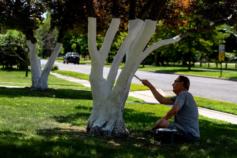 June 30, 2025: Like Tom Sawyer whitewashing Aunt Polly’s fence, Doug Dash, 81, paints the lower trunks of Japanese maples in front of his Park Avenue home in Collingswood in the middle of last week’s heat wave. 